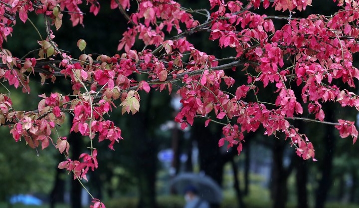 전국에 가을비가 내리는 29일 서울 영등포구 여의도 공원에서 우산을 쓴 시민이 걸어가고 있다.