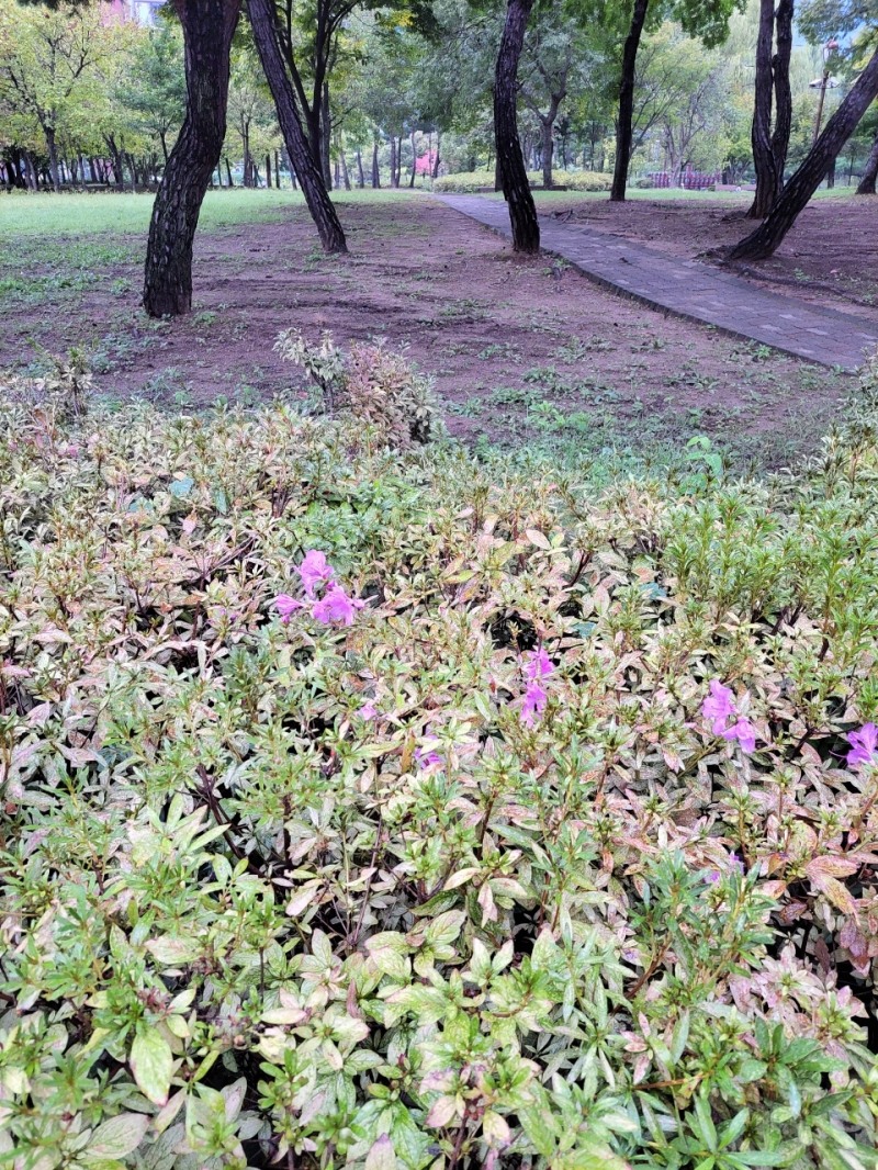 [비욘드 포스트 포토]...10월에 핀 철쭉 꽃