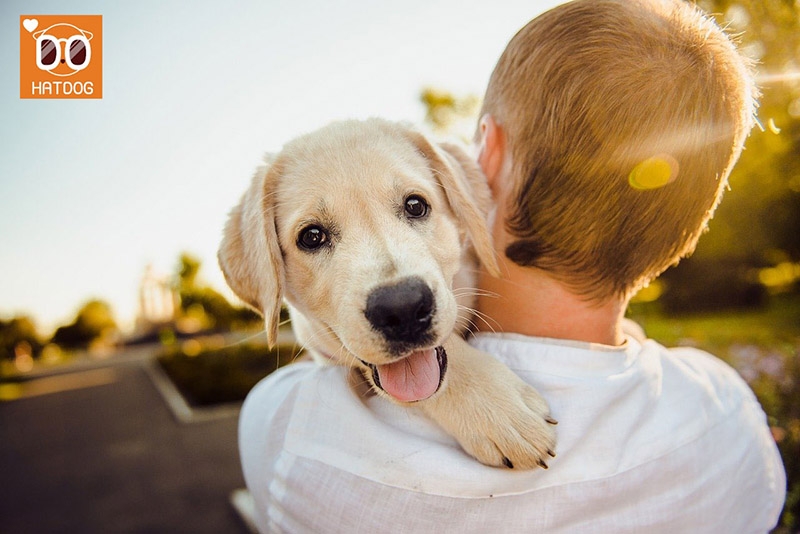 하트독이 제안하는 '댕댕이와 행복해지는 방법'