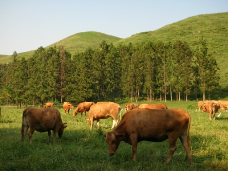 농협경제지주, 한우수급 안정 위한 '저능력 경산우 비육지원사업' 실시