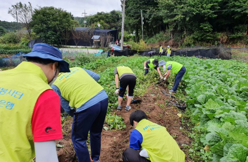 지난 6일 농협은행 임직원들이 선유랑마을에서 고구마를 수확하며 일손을 돕고 있다.