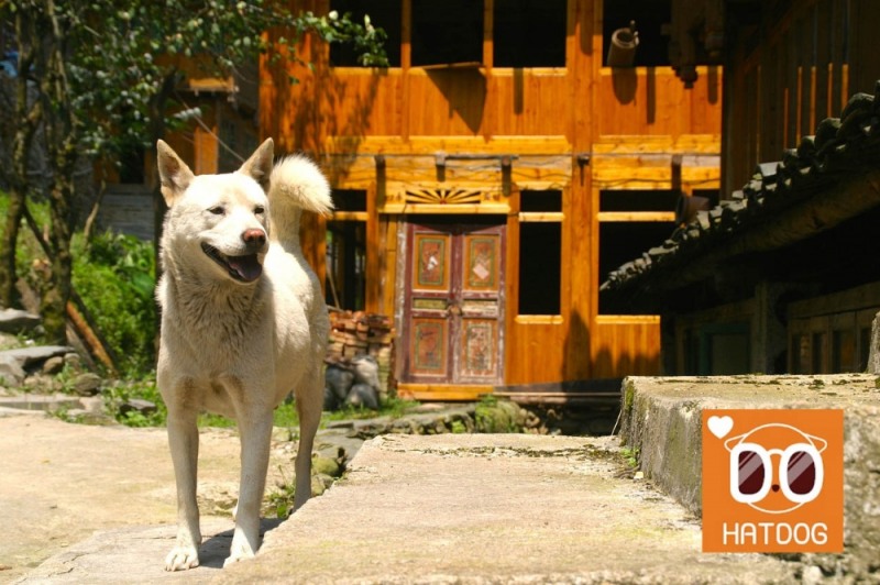 하트독, 고즈넉한 한옥 애견 펜션 추천