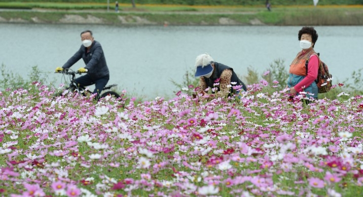 지난 13일 울산 중구 태화강변에 가을 소식을 전하는 코스모스가 활짝 펴 있다.