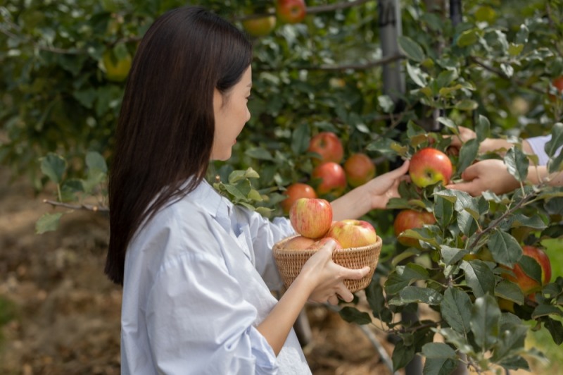 파크로쉬 리조트앤웰니스, 사과 농장 체험