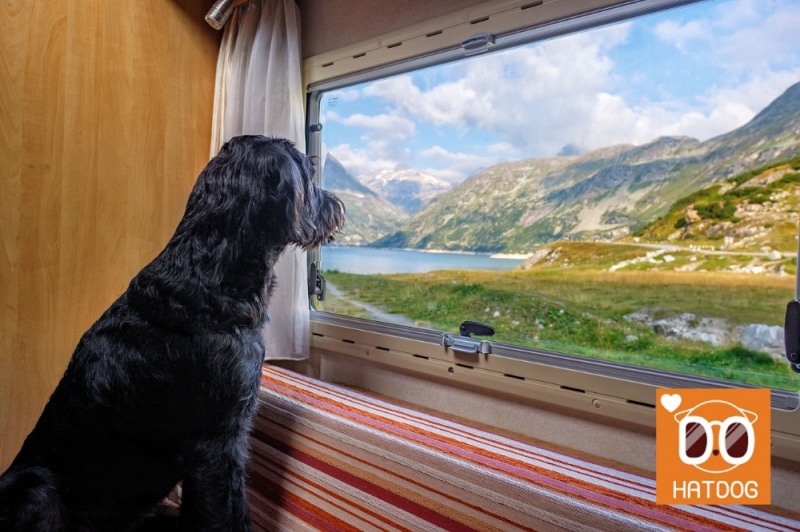 하트독, 강원도 어느 멋진 애견동반 카페 추천