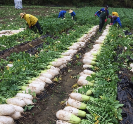 카카오메이커스, 강원도 고랭지 무 소비 촉진 판매 완판