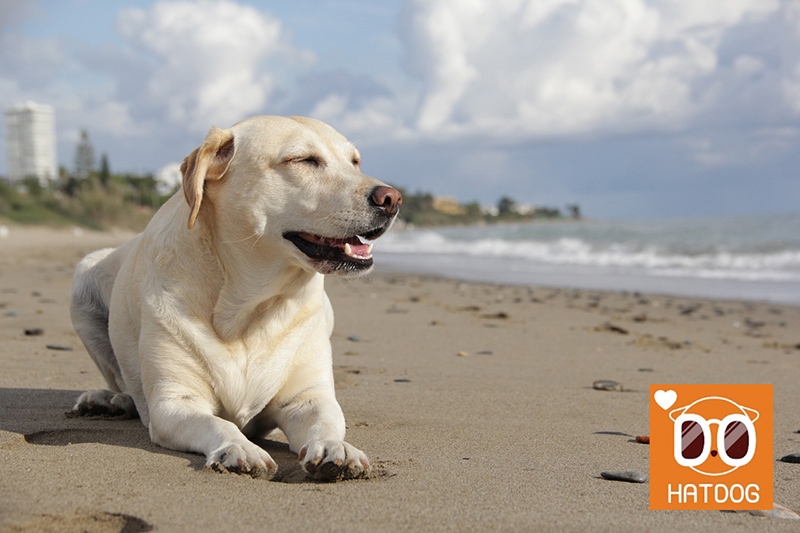 하트독, 댕댕이와 바닷속 체험 느끼는 애견카페 어때요?