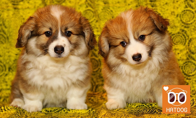 하트독, 댕댕이도 엄지척! 풀서비스 애견 펜션 추천