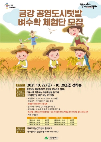 대구시 금강동, 공영도시텃밭 '벼 수확 체험' 운영