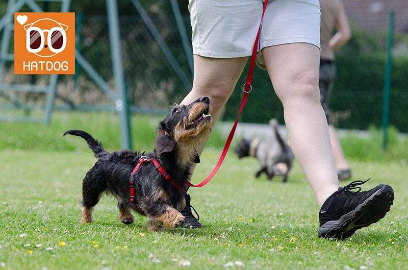 하트독, 댕댕이 훈련도 가능한 애견카페 추천