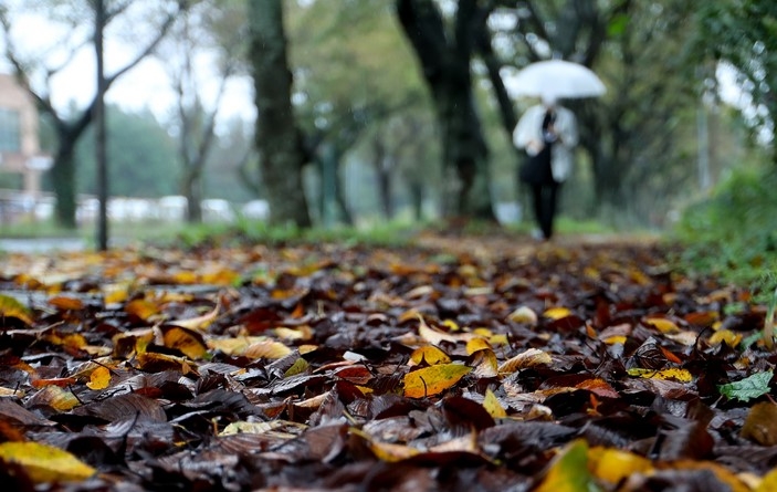 가을비가 촉촉히 내린 지난 12일 오후 제주대학교 교정에서 우산을 쓴 학생들이 걸어가고 있다.
