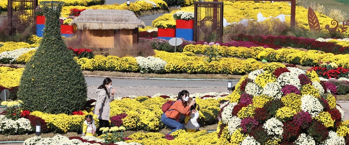 화창한 가을 날씨를 보인 지난달 31일 전남 강진군 강진읍 강진만생태공원을 찾은 관광객들이 국화꽃밭에서 가을 나들이를 하고 있다. (사진=강진군 제공)