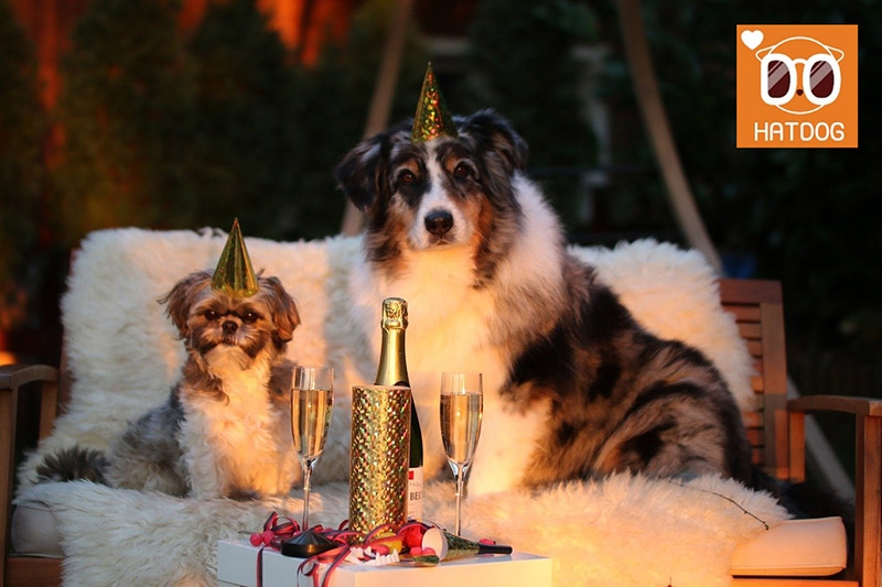 하트독, 예약제로 운영되는 특별한 애견동반 음식점