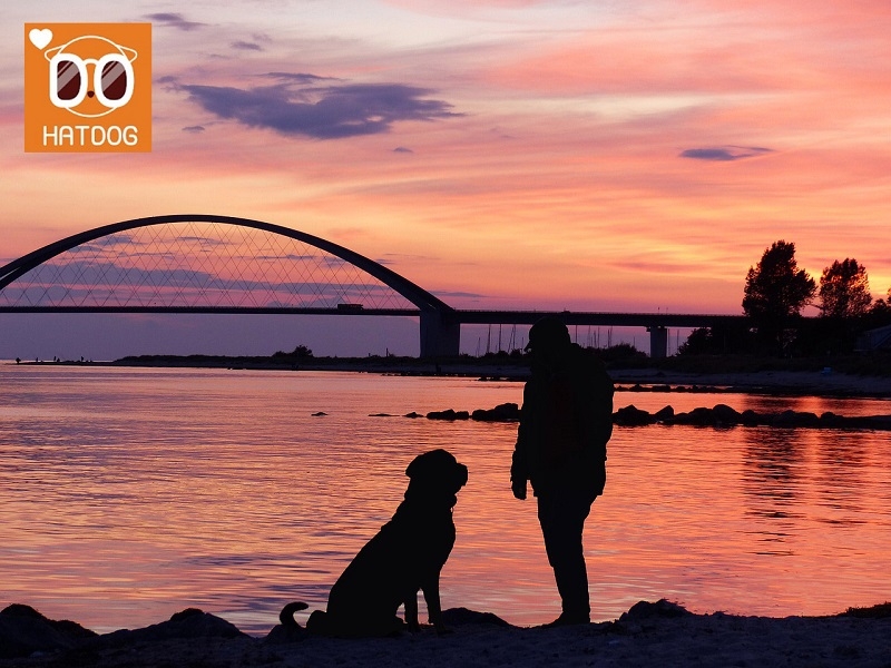하트독, 이국적 바다 정취 느끼는 애견동반 카페 추천