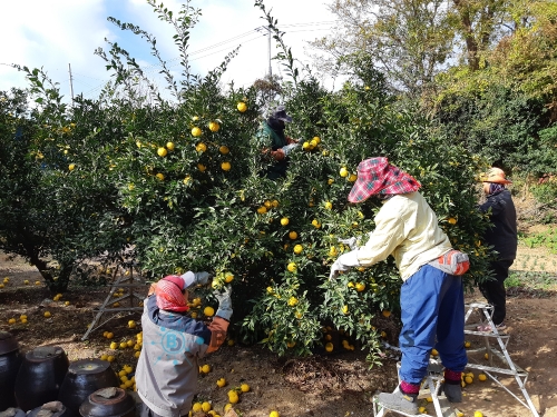 완도 고금면 유자 수확 모습/사진=완도군청