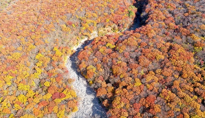 제주 한라산 어리목 1100도로 주변 활엽수가 오색 단풍으로 물들어 아름답다.