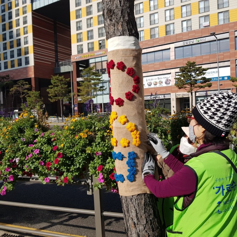 경기 수원시가 가로수에 옷을 입히고 있다.수원시 제공