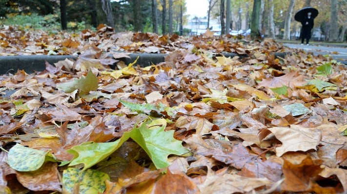 쌀쌀한 가을 날씨가 이어지고 있는 지난 9일 전북 전주시 전북대학교 교정에 가을비에 떨어진 낙엽이 쌓여 있다.
