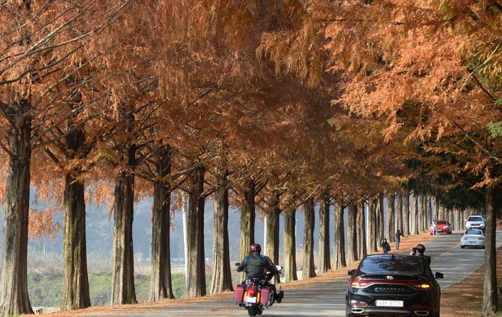 전북 진안군 메타세콰이어길을 찾은 시민들이 추억을 담고 있다.