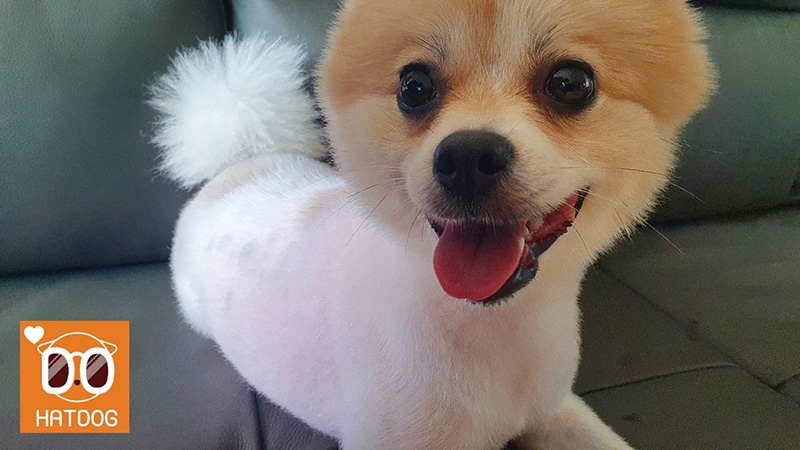 하트독, 내 집처럼 아늑한 애견 카페 추천