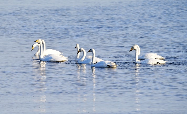 지난 24일 오전 경남 남해군 선소마을 인근 바닷가에 겨울 진객 천연기념물 제201-2호 큰고니 한 무리가 휴식을 취하고 있다.