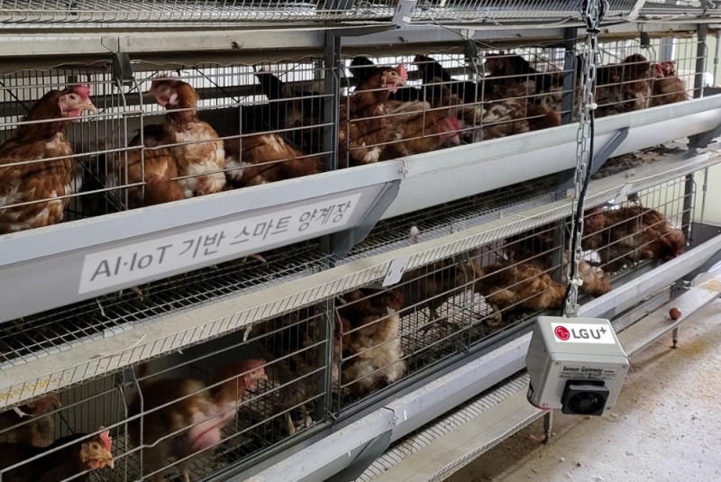 LG유플러스는 국립축산원 가금연구소, 전북대학교와 함께 육계·산란계의 정밀모니터링·지능형사양관리 기술을 실증하는 사업에 돌입한다고 28일 밝혔다. 사진은 국립축산과학원 가금연구소 내 스마트 양계 통합관제시스템 테스트베드에서 육계와 산란계를 사육하는 모습.