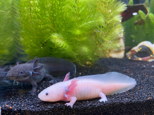 씨라이프 부산 아쿠아리움, 희귀 도룡뇽 ‘우파루파’ 전시