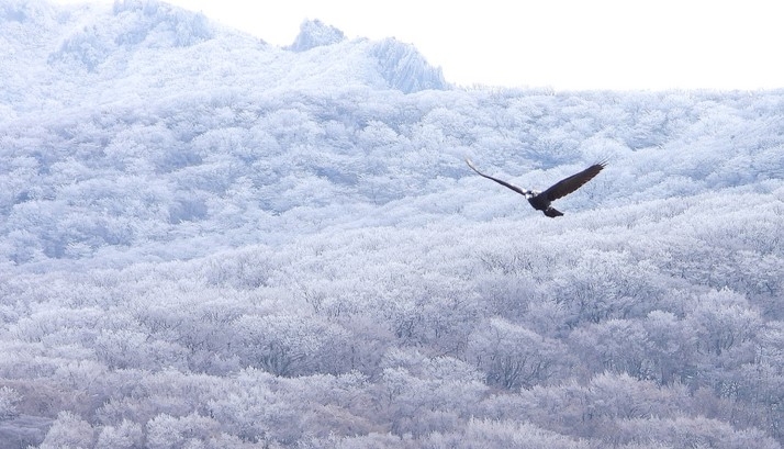전국 곳곳에서 영하권 추위를 보인 지난 11월23일 오전 제주 한라산 1100고지 인근에 상고대가 활짝 펴 아름답다.
