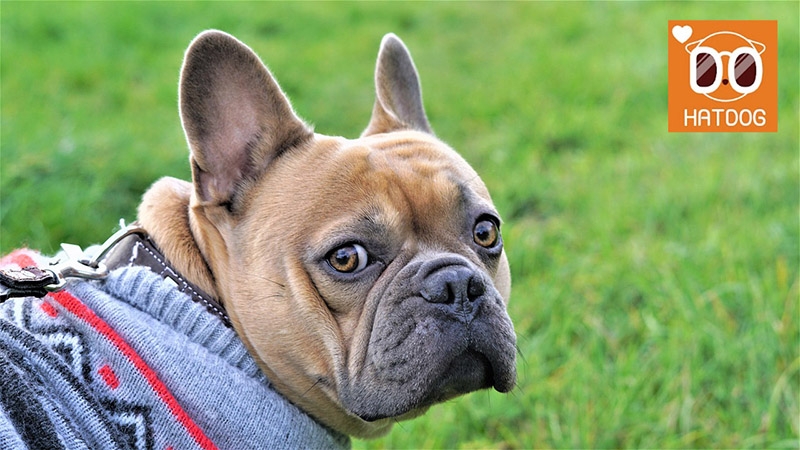 하트독, 맘껏 뛰놀 천연잔디 구비된 애견카페 추천