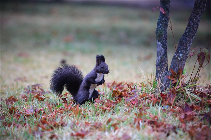 열매를 찾고 있는 남이섬 내 청설모의 모습. 사진=춘천시관광협의회
