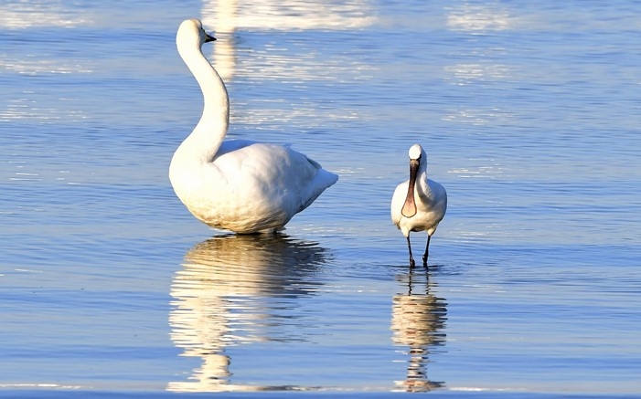 지난 15일 오전 경남 남해군 남해읍 인근 바닷가에서 천연기념물인 노랑부리저어새와 큰고니가 겨울을 나고 있다.
