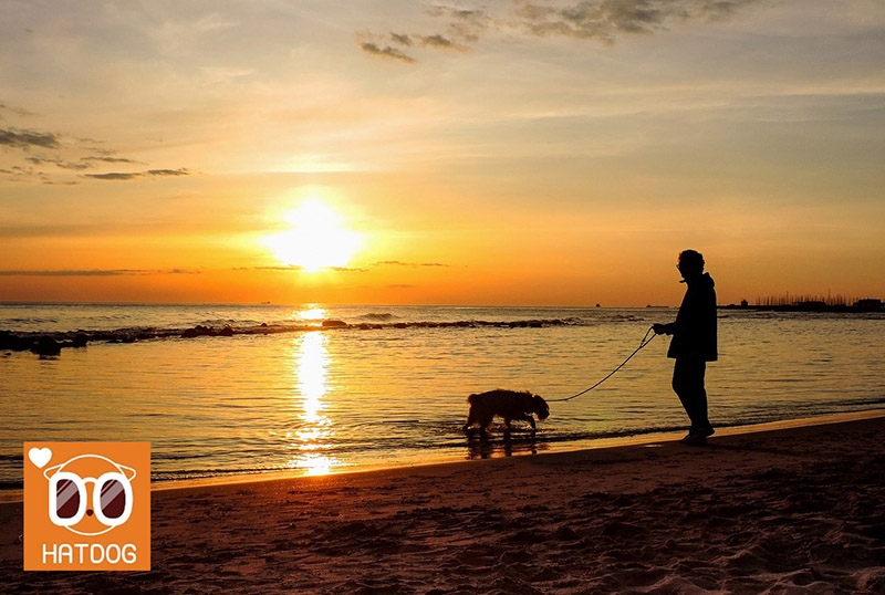 하트독, 푸근함과 편리함 공존하는 애견동반 숙소