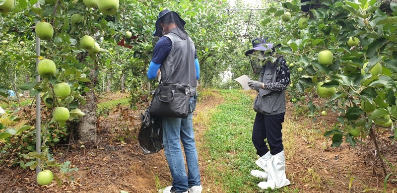 정읍시가 국가관리 병해충 예찰방제단 운영으로 농작물 피해 예방에 큰 성과를 거두었다. (사진제공 = 정읍시)