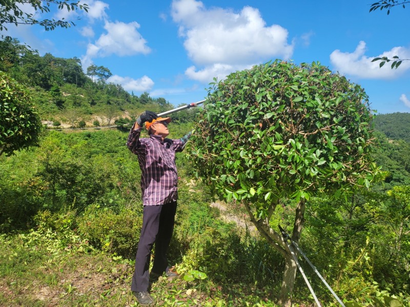 숲 돌보미 활동으로 전정 작업을 하고 있는 모습 (사진제공 = 완도군)