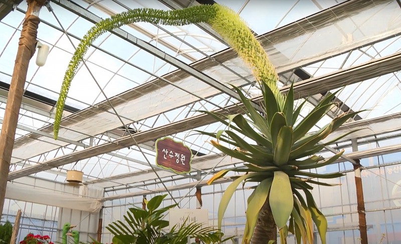 정읍시농업기술센터에 있는 용설란의 모습. / 사진 제공 = 정읍시