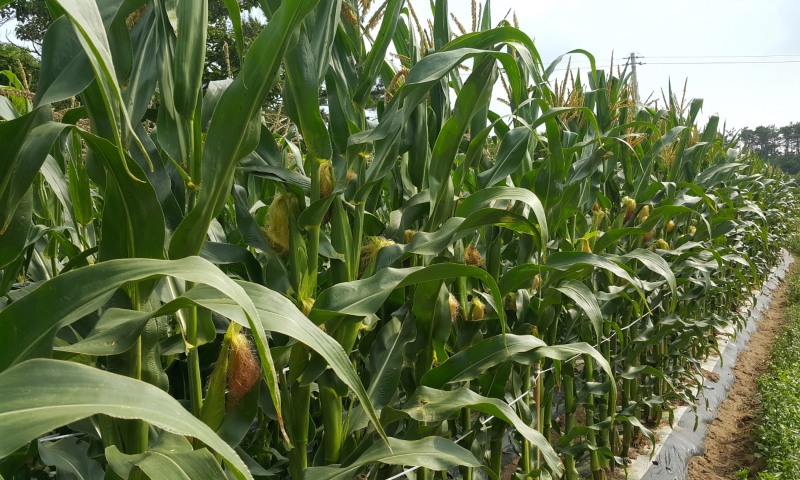 사회적기업 개미와베짱이, ‘친정아빠 사계절 옥수수’로 로컬시장 공략