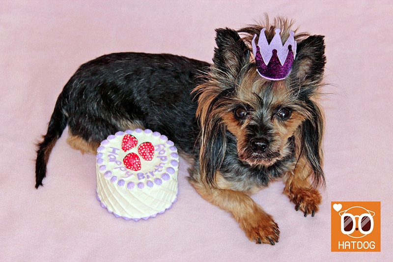 하트독, 노는게 제일 좋은 댕댕이를 위한 애견카페 추천