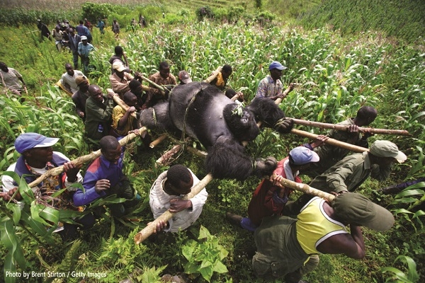 사진=새로운 위협으로 멸종 위기에 처한 고릴라, 2007.07.24 ⓒPhoto by Brent Stirton/Edit by Getty Images