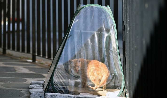 지난 4일 오후 대구 중구 한 인도에 마련된 길고양이 비닐 텐트에서 길고양이들이 사료를 먹으며 추위를 피하고 있다.