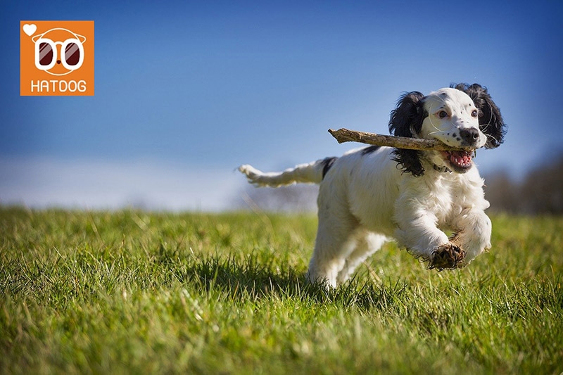 하트독, 뛰는 게 제일 좋은 댕댕이를 위한 애견카페 추천