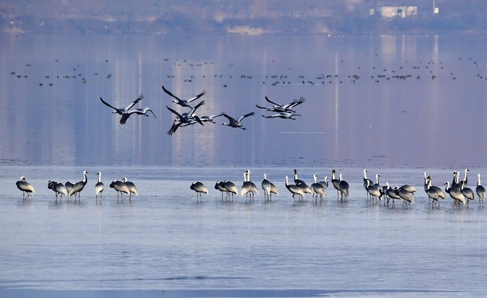 지난 9일 오전 천연기념물 제203호 재두루미 한 무리가 경남 창원시 주남저수지에서 휴식을 취하고 있다.