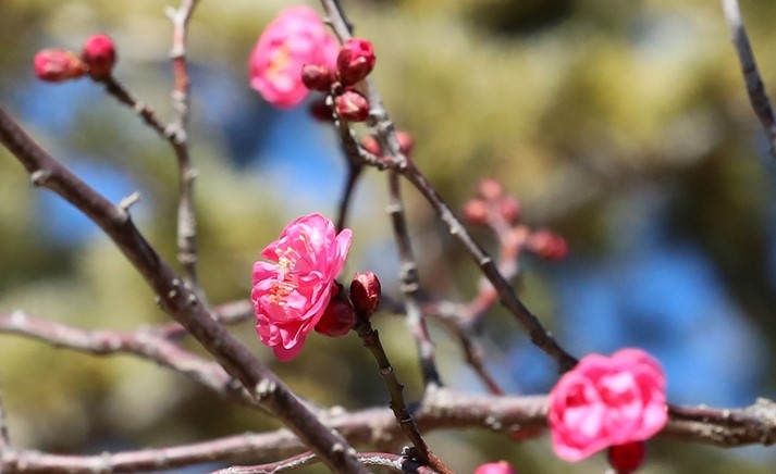 지난 18일 부산 남구 유엔기념공원에서 홍매화가 꽃망울을 터트려 눈길을 끌고 있다.