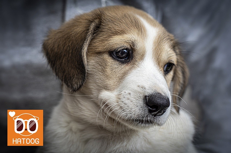 하트독, 호텔링도 가능한 댕댕이 카페 가볼까