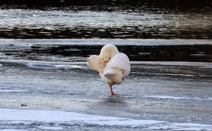 절기상 입춘(立春)인 지난 4일 오전 서울 송파구 석촌호수에서 거위가 다리 한 쪽을 들고 움츠리고 있다.