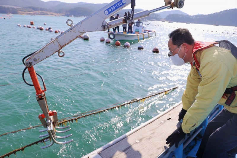 황백화 피해 다시마 양식어장 현장점검 모습 (사진제공 = 해남군)