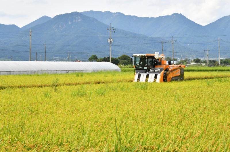 담양군이 쌀 과잉 문제에 선제적으로 대응하고 쌀 이외 식량작물의 자급률을 높이기 위해 논 타작물재배 지원사업을 추진한다. (사진제공 = 담양군)