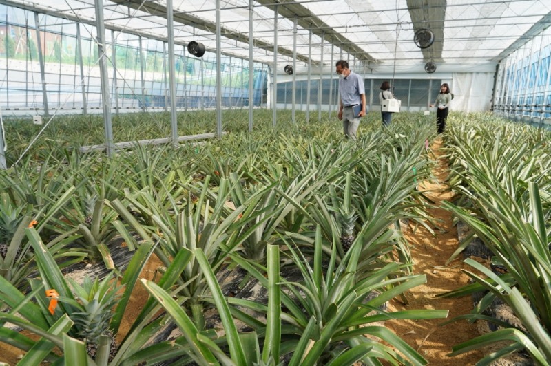 해남군이 온난화에 따른 기후변화와 이상기상에 대응하기 위해 아열대 작목 육성을 적극 추진하고 있다. (사진제공 = 해남군)