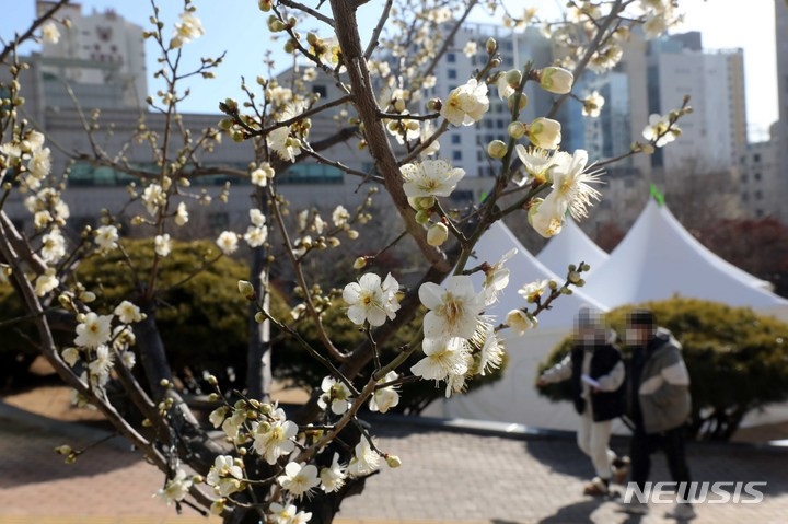 기록적인 코로나19 확진세가 지속되고 있는 7일 부산 남구보건소 선별진료소를 찾은 시민들이 활짝 핀 매화 나무 인근을 지나고 있다.