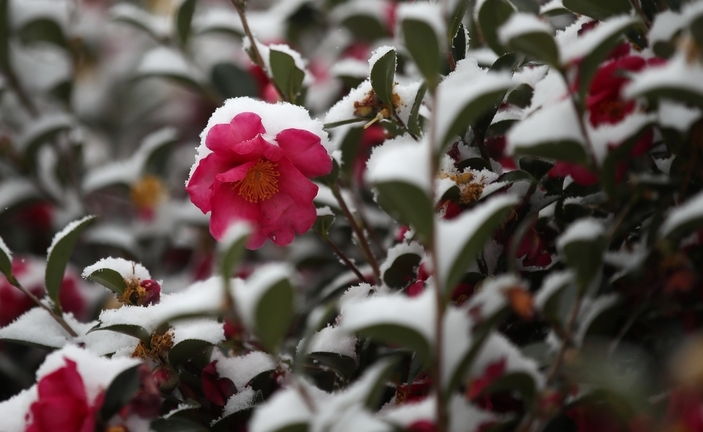 제주시 오라동 인근 거리에 핀 동백꽃 위로 하얀눈이 덮혀있다.