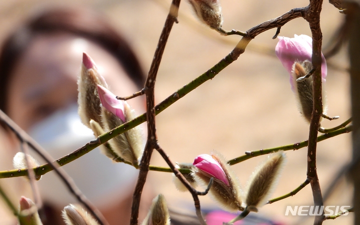 제주 낮 최고기온이 15.6도까지 오르는 등 포근한 날씨를 보인 지난 26일 오후 서귀포시 서귀동 이중섭 거리 인근에 자주목련꽃봉오리가 열려 겨울이 가고 봄 계절이 오고 있음을 실감케 한다.